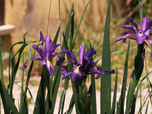 Vivers Càrex - Iris spuria subsp. maritima